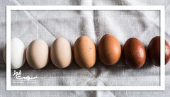 تخم مرغ قهوه ای مقوی تر است یا تخم مرغ سفید؟