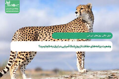 وضعیت برنامه‌های حفاظت از یوزپلنگ آسیایی در ایران به کجا رسید؟