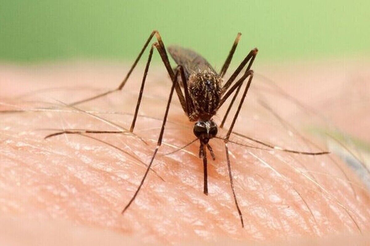 فازهای عفونت دانگ فازهای عفونت دانگ