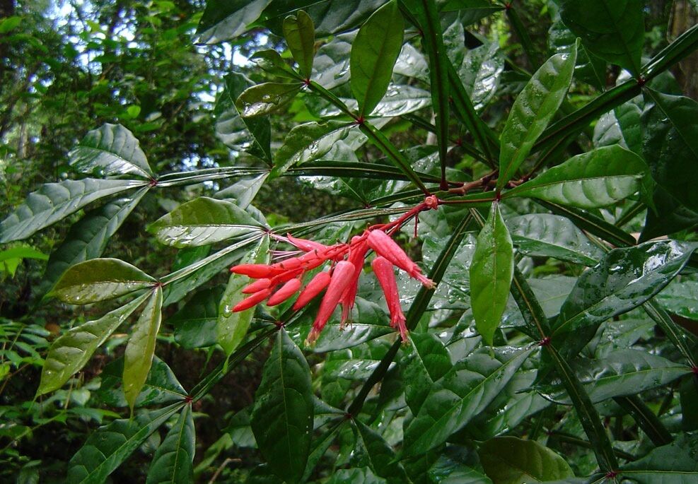 کواسیا آمارا ؛ تلخ ترین ماده شیمیایی طبیعی جهان که حشرات هم از آن فراری هستند (+عکس)