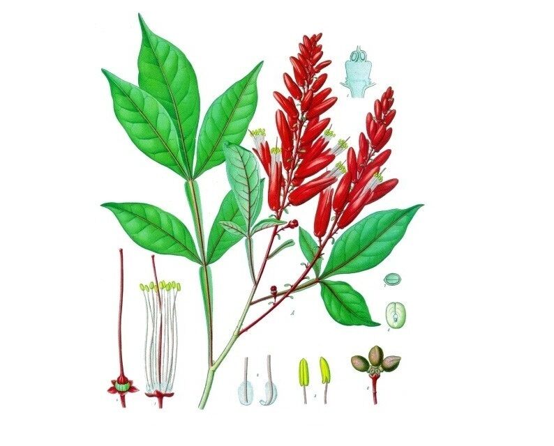 کواسیا آمارا ؛ تلخ ترین ماده شیمیایی طبیعی جهان که حشرات هم از آن فراری هستند (+عکس)