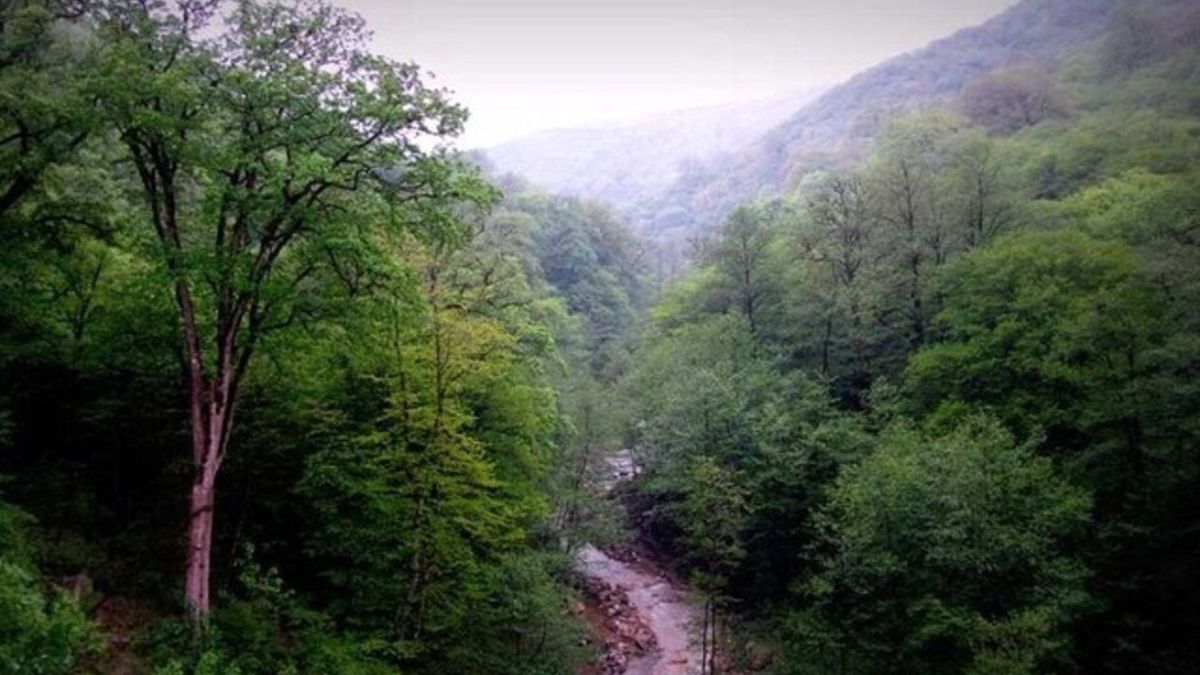 فراهم آوردن شرایط لازم به منظور استقرار زادآوری طبیعی مهم ترین اقدام است فراهم آوردن شرایط لازم به منظور استقرار زادآوری طبیعی مهم ترین اقدام است