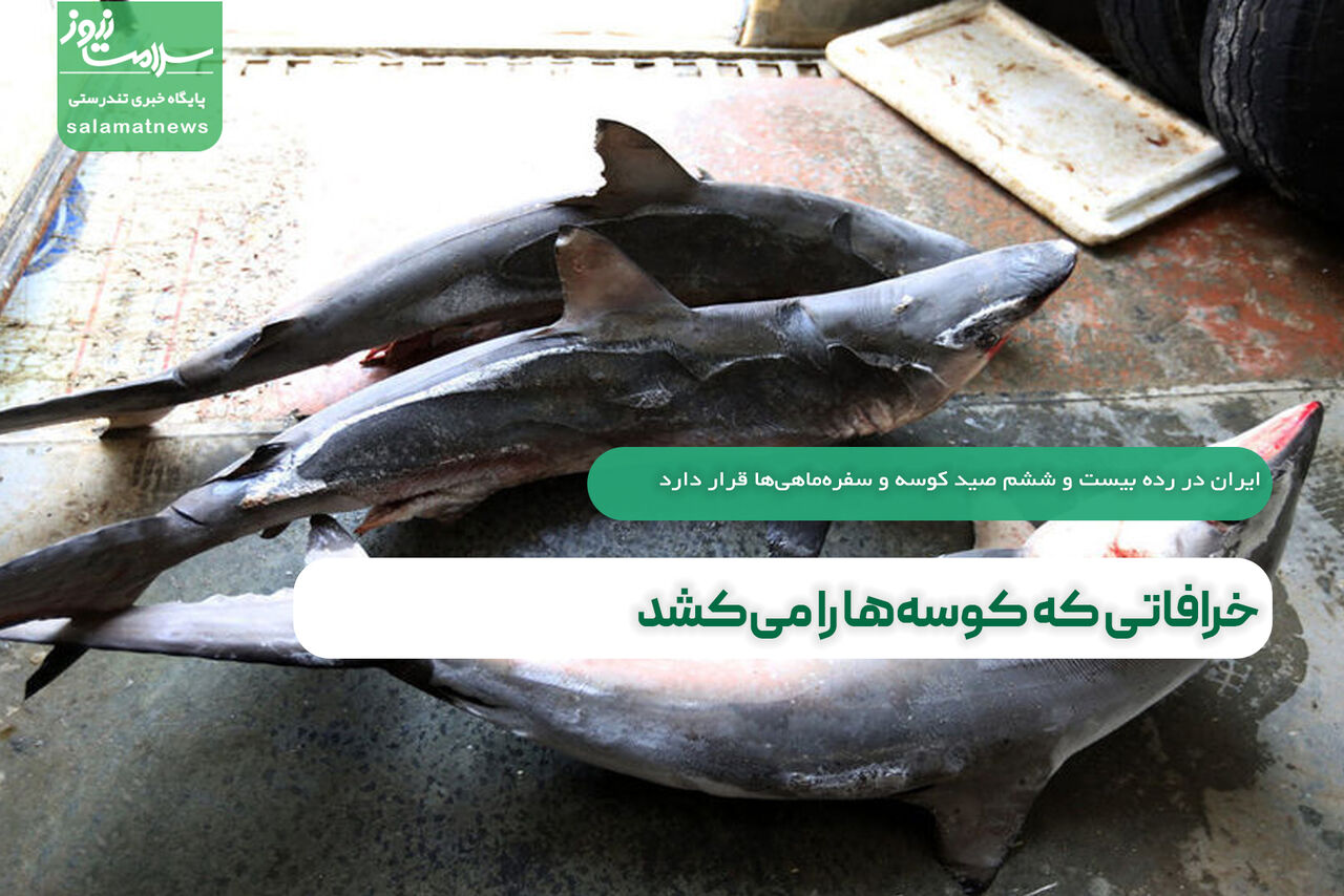 خرافاتی که کوسهها را میکشد  خرافاتی که کوسهها را میکشد
