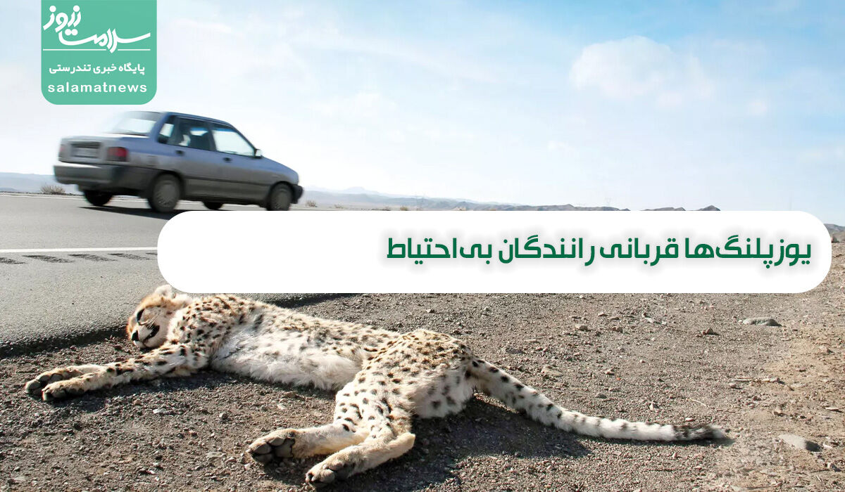 یوزپلنگها قربانی رانندگان بیاحتیاط  یوزپلنگها قربانی رانندگان بیاحتیاط