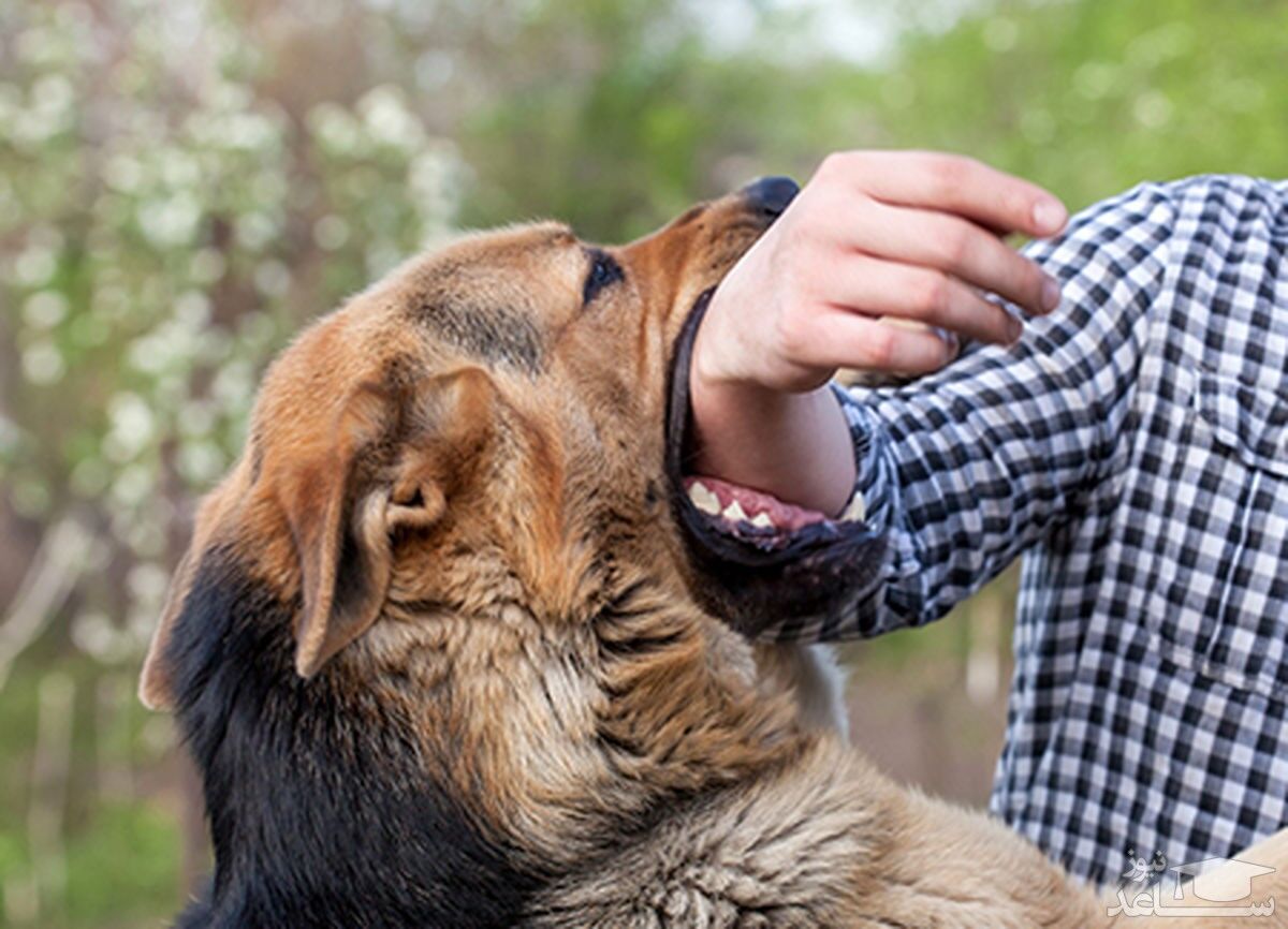 وزارت بهداشت: کوچکترین خراش سگ‌گزیدگی باعث ابتلا به هاری خواهد شد