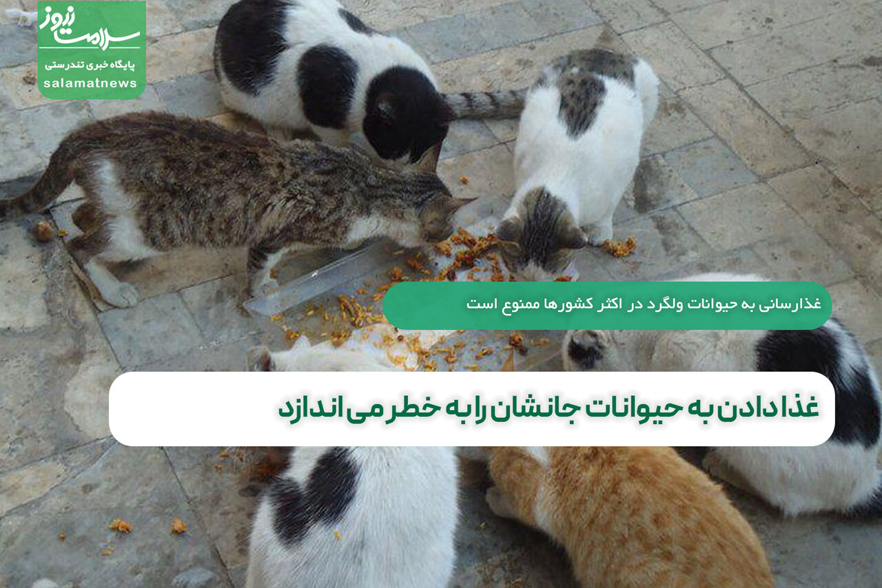 غذا دادن به حیوانات جانشان را به خطر می اندازد غذا دادن به حیوانات جانشان را به خطر می اندازد
