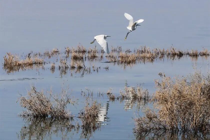 تزریق جان تازه به بعضی از تالابهای کشور  تزریق جان تازه به بعضی از تالابهای کشور