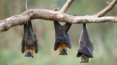نقش ژن‌های خفاش در مبارزه با سرطان