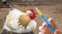 تولید بیش از ۱۲۰ میلیون دز واکسن آنفلوآنزای حاد پرندگان در کشور