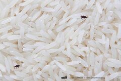 9 راه برای از بین بردن حشره برنج به صورت 100 درصد + عکس