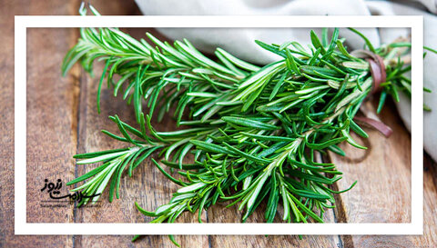 آیا رزماری واقعاً جای زخم را از بین می‌برد؟
