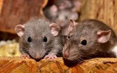 چرا موش‌ های تهران دوباره برگشته‌اند؟