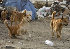پرسه ۳ میلیونی سگ‌های ولگرد در ایران؛ چه باید کرد؟