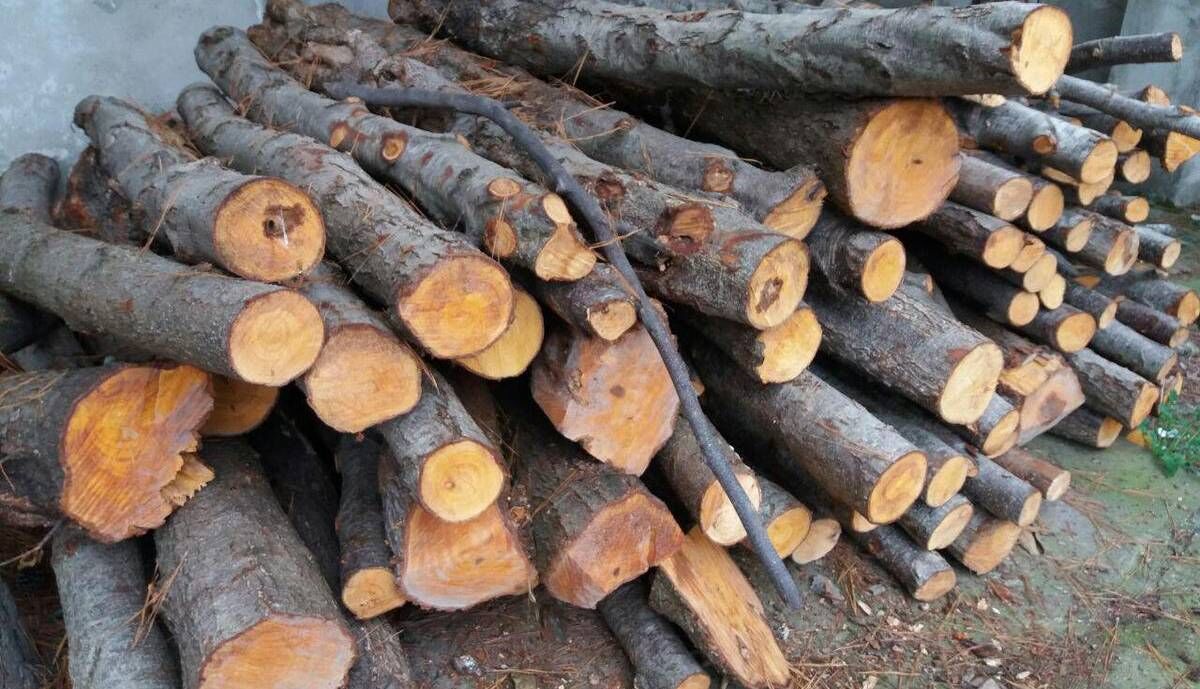 ۱۵ تن چوب‌ قاچاق جنگلی در صومعه‌سرا کشف شد