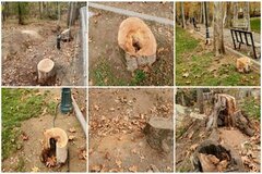 شکایت شهرداری تهران از مجموعه سعدآباد به دلیل قطع درختان