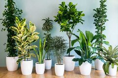 این گیاهان آپارتمانی ضد آلودگی هوا هستند