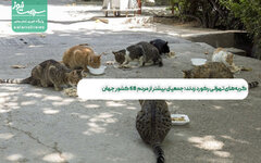 گربه‌های تهرانی رکورد زدند: جمعیتی بیشتر از مردم ۶۸ کشور جهان