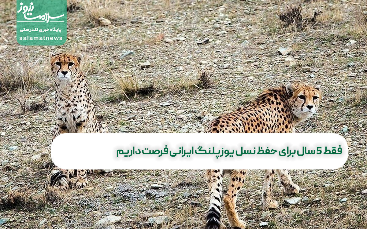 فقط ۵ سال برای حفظ نسل یوزپلنگ ایرانی فرصت داریم   فقط ۵ سال برای حفظ نسل یوزپلنگ ایرانی فرصت داریم