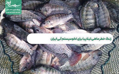 زنگ خطر ماهی تیلاپیا برای اکوسیستم آبی ایران