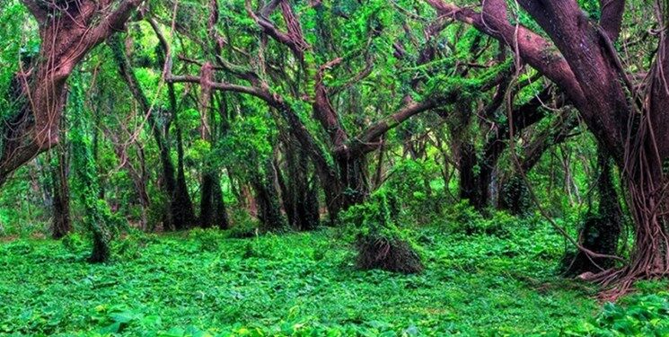 سندی برای حفاظت فیزیکی از جنگل‌های کشور