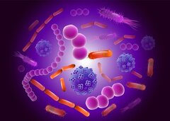 چرا میکروبیوم مهم است؟