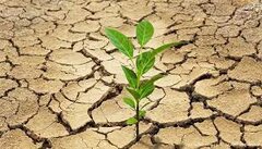 گیاهان چگونه خشکسالی را مدیریت می‌کنند؟