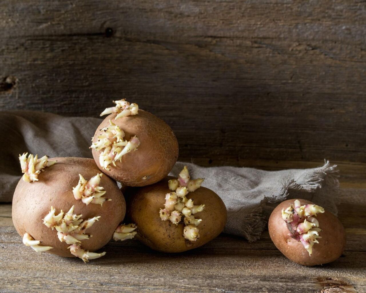 خوردن سیبزمینی سبز یا جوانهزده خطرناک است؟ خوردن سیبزمینی سبز یا جوانهزده خطرناک است؟