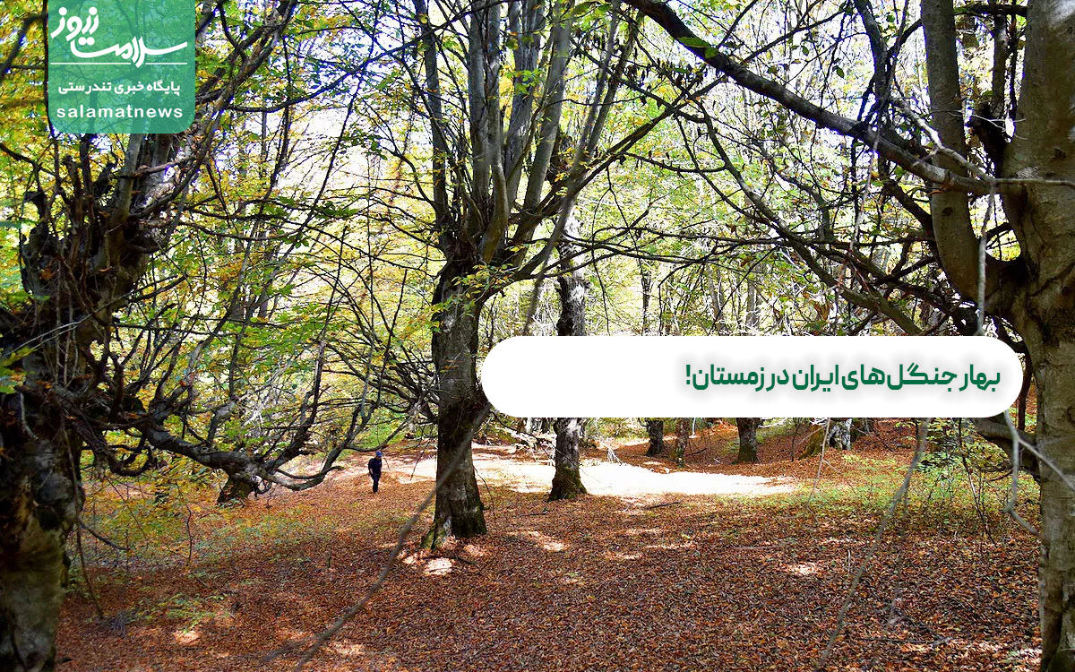 بهار جنگل‌های ایران در زمستان!