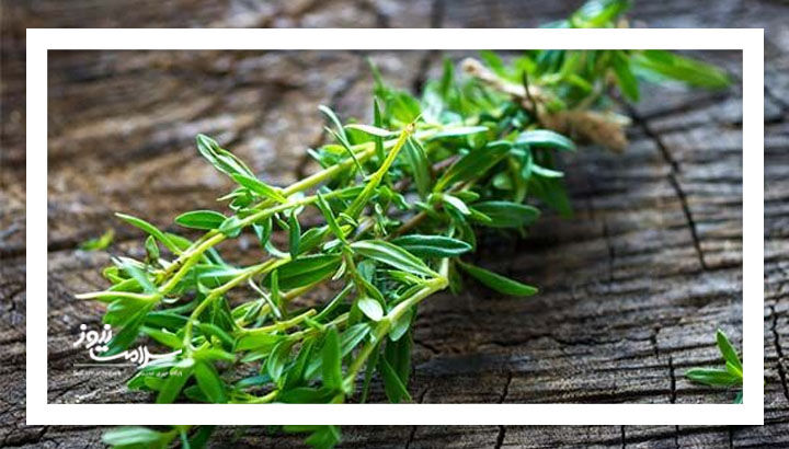 با مصرف این گیاه یک معده، روده و رحم سالم داشته باشید با مصرف این گیاه یک معده، روده و رحم سالم داشته باشید