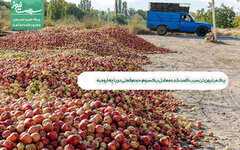 یک میلیون تن سیب فاسد شده معادل یک سوم حجم فعلی دریاچه ارومیه