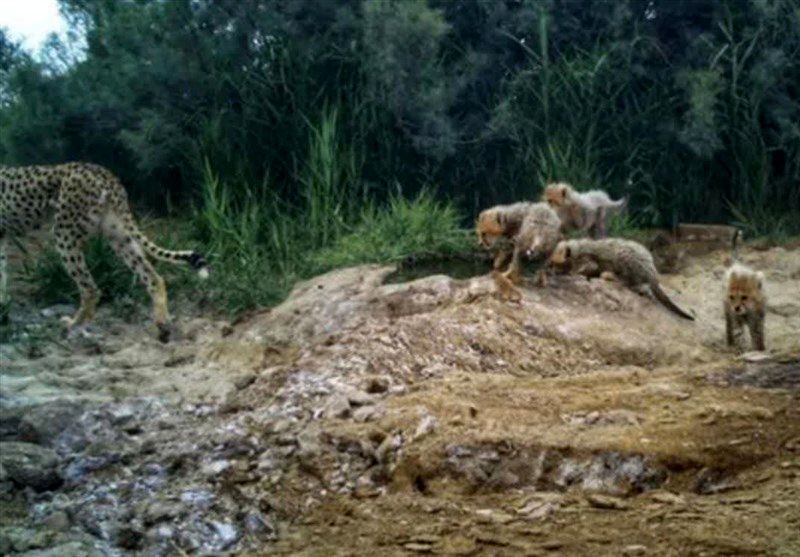 ۵ قلاده یوزپلنگ در توران مشاهده شد+عکس