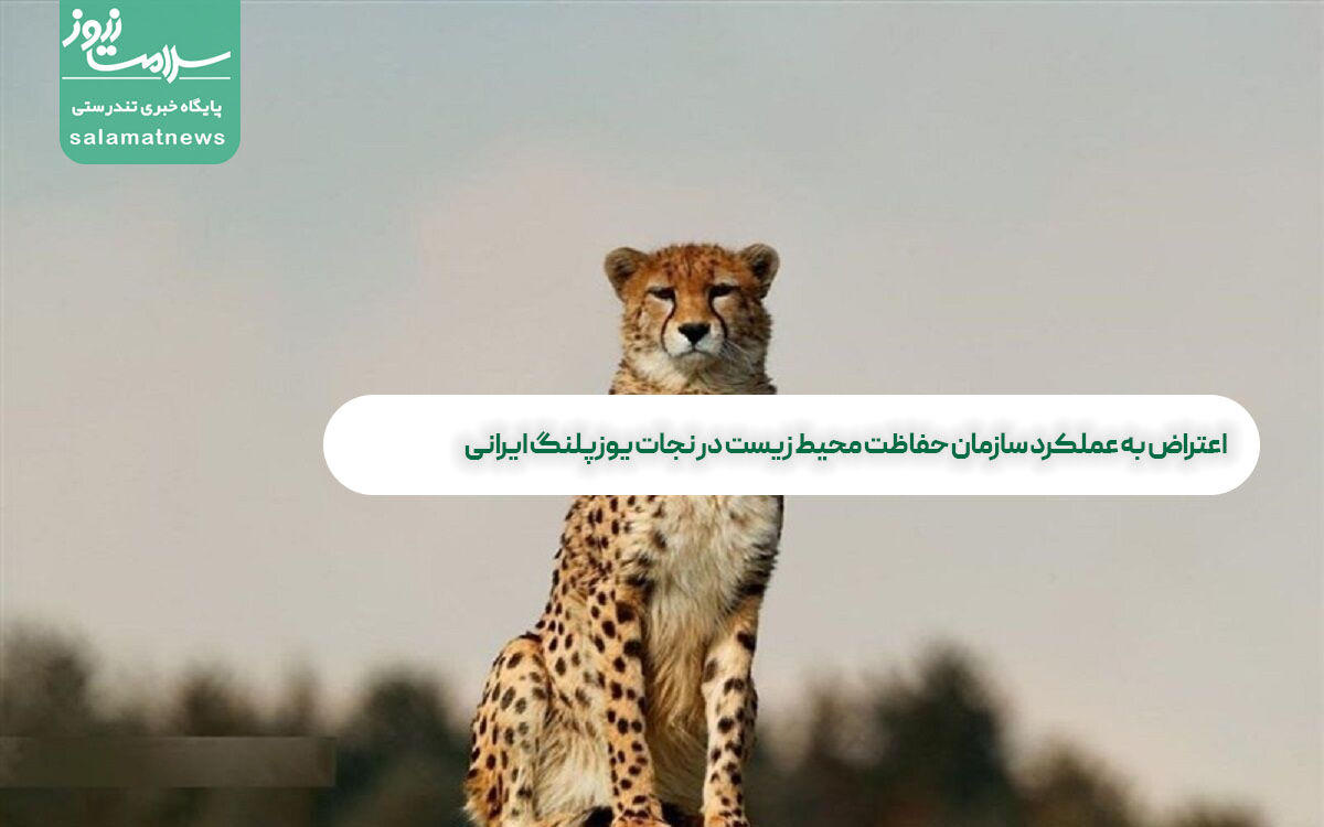 اعتراض به عملکرد سازمان حفاظت محیط زیست در نجات یوزپلنگ ایرانی اعتراض به عملکرد سازمان حفاظت محیط زیست در نجات یوزپلنگ ایرانی