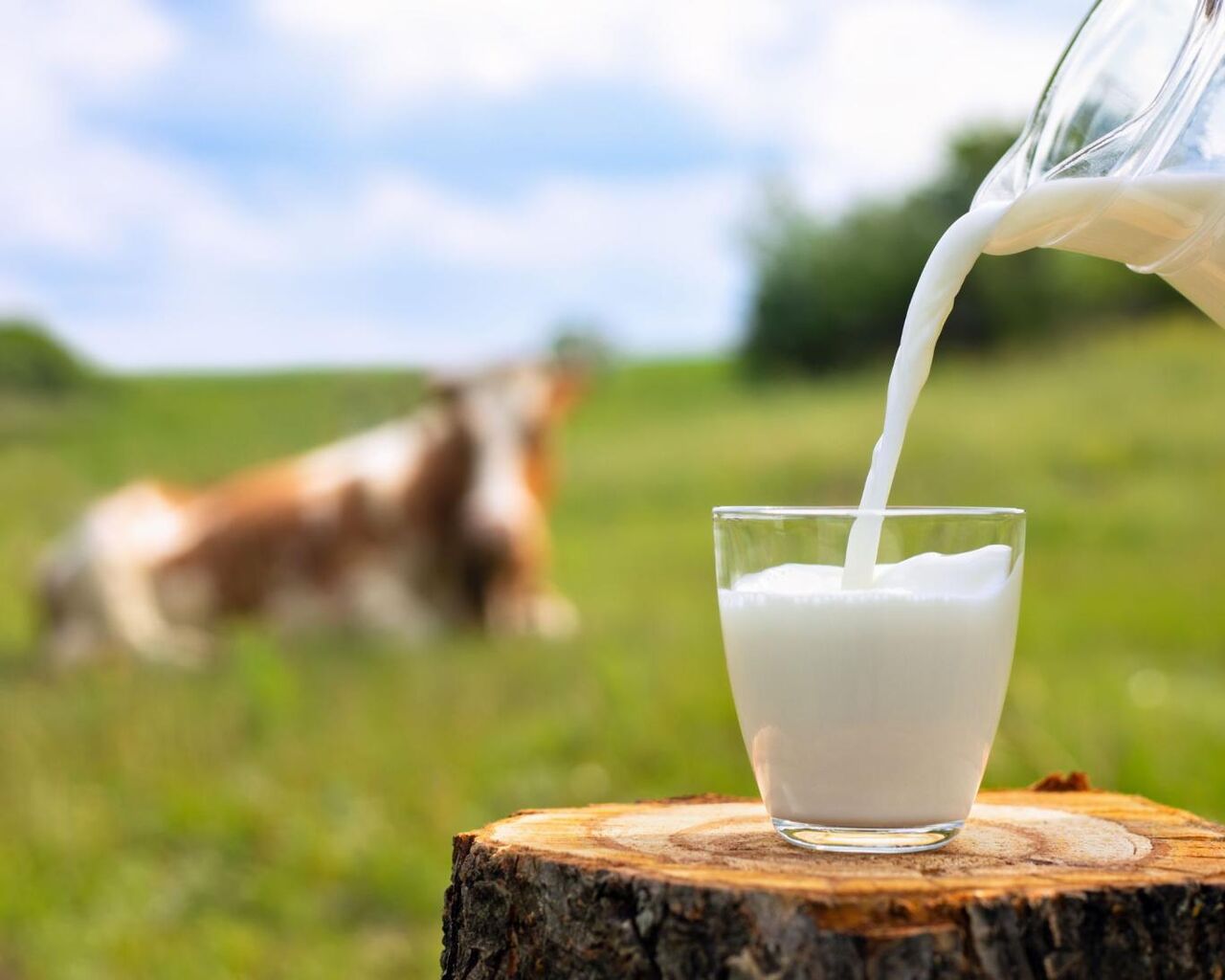 مصرف شیر سنتی ممکن است مرگبار باشد