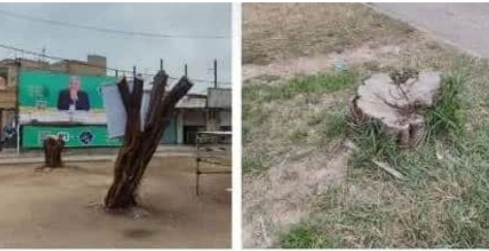 قطع درختان تنومند برای بهتر دیده شدن ستاد انتخاباتی در بهبهان