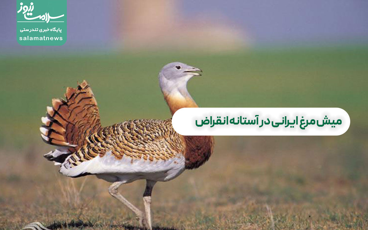 میش مرغ ایرانی در آستانه انقراض