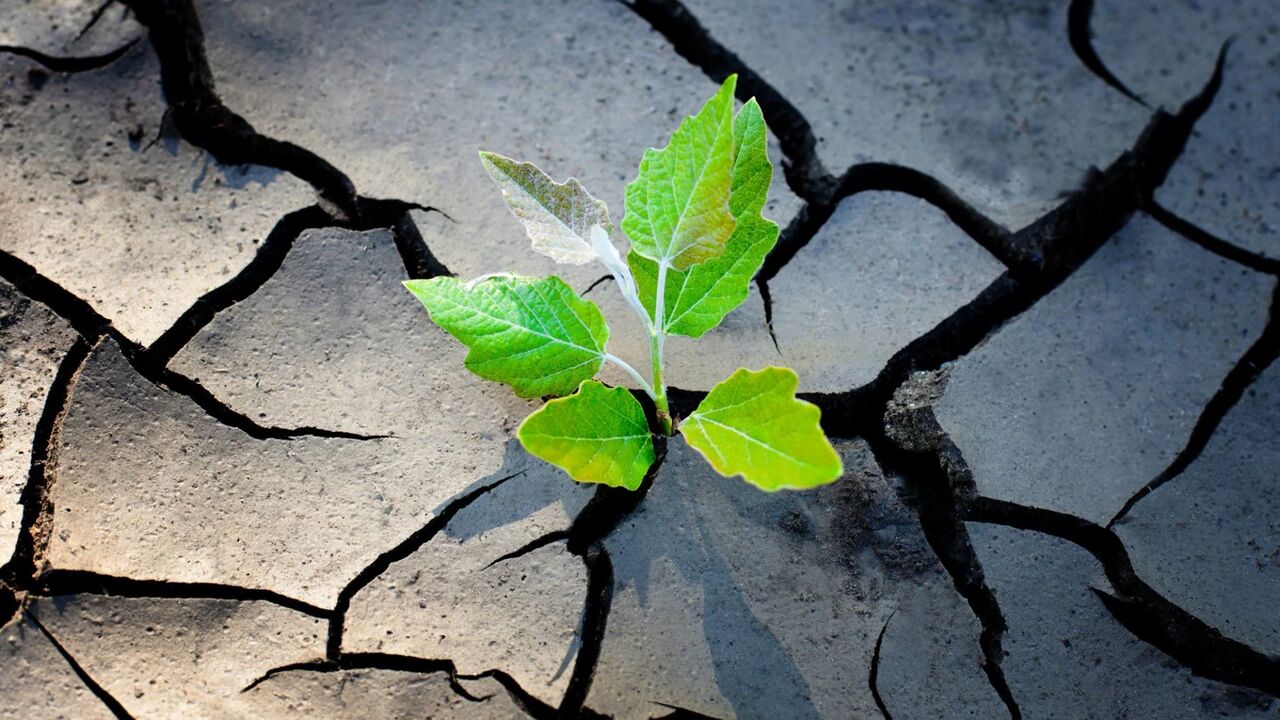 ایجاد تاب آوری عاطفی چگونه است؟ ایجاد تاب آوری عاطفی چگونه است؟