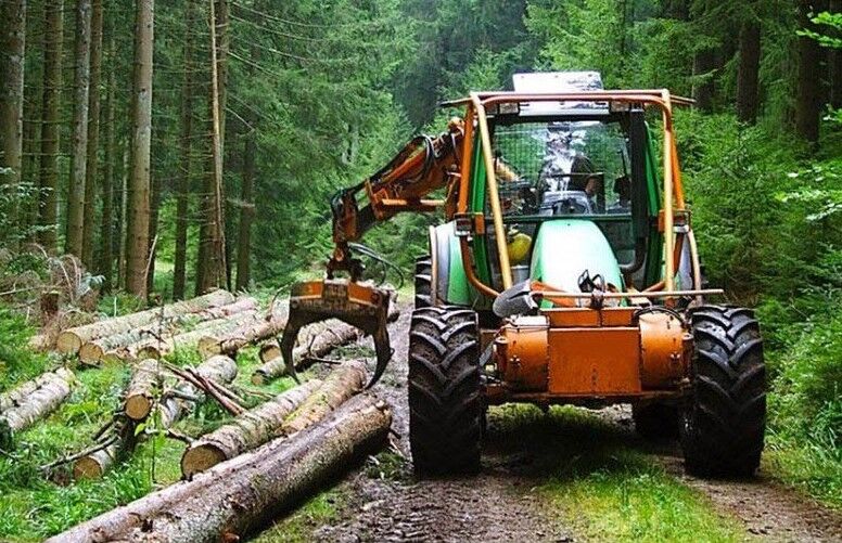 معاون جنگل هم رها شدگی جنگلها را تأیید کرد! معاون جنگل هم رها شدگی جنگلها را تأیید کرد!