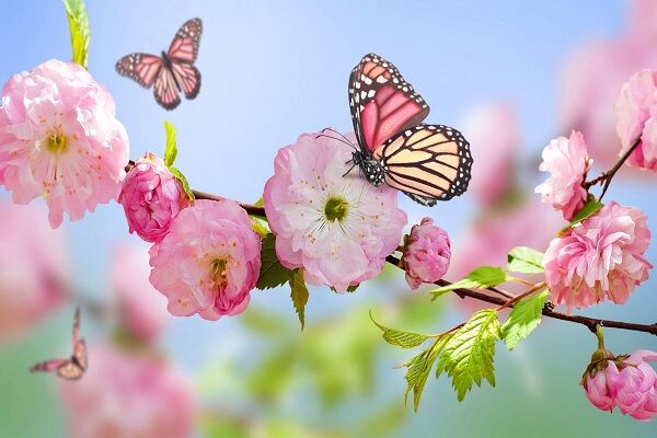 با سلامتی به استقبال بهار برویم