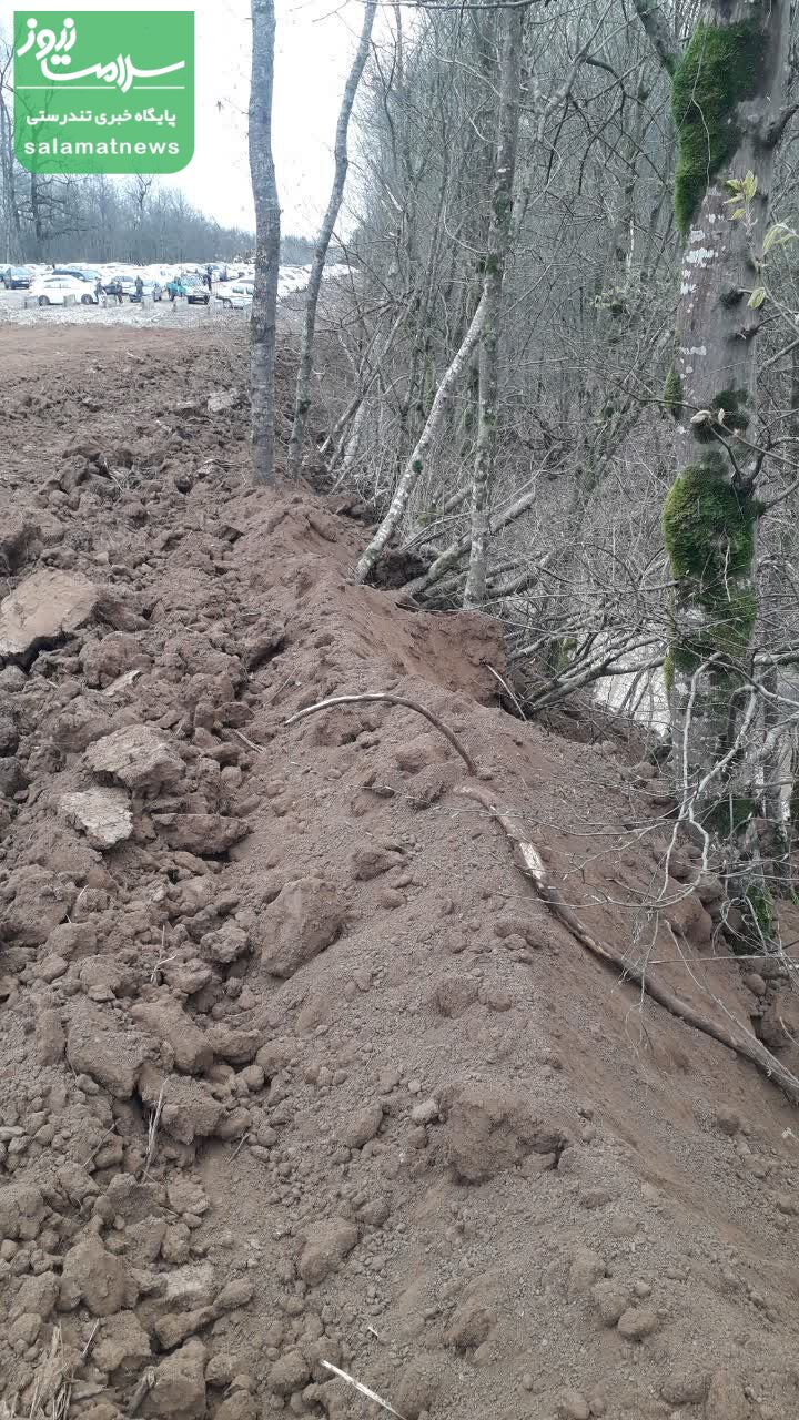قتل عام هزاران درخت در جنگل "الیمالات سلیاکتی" با چراغ سبز مسوولان منابع طبیعی مازندران و نور/ پارکینگ در قلب هیرکانی