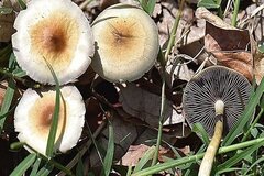 شیوع مسمومیت با قارچ‌های سمی در فصل بهار