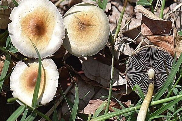 شیوع مسمومیت با قارچ‌های سمی در فصل بهار