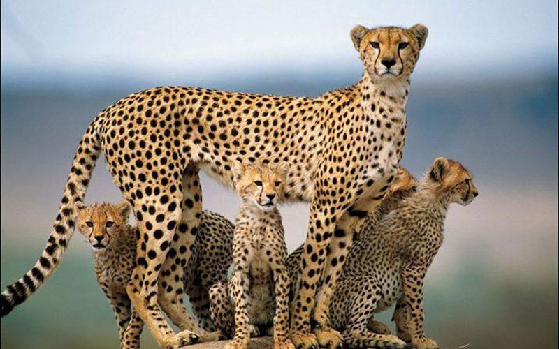 بانک سلولی برای گونههای در معرض خطر ایرانی بانک سلولی برای گونههای در معرض خطر ایرانی
