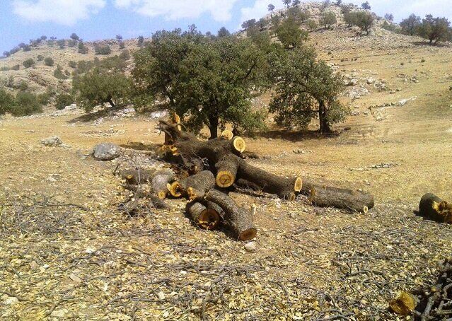 احداث صنایع چوب در خوزستان و آسیب به جنگل ها/ منابع طبیعی استان تکذیب کرد