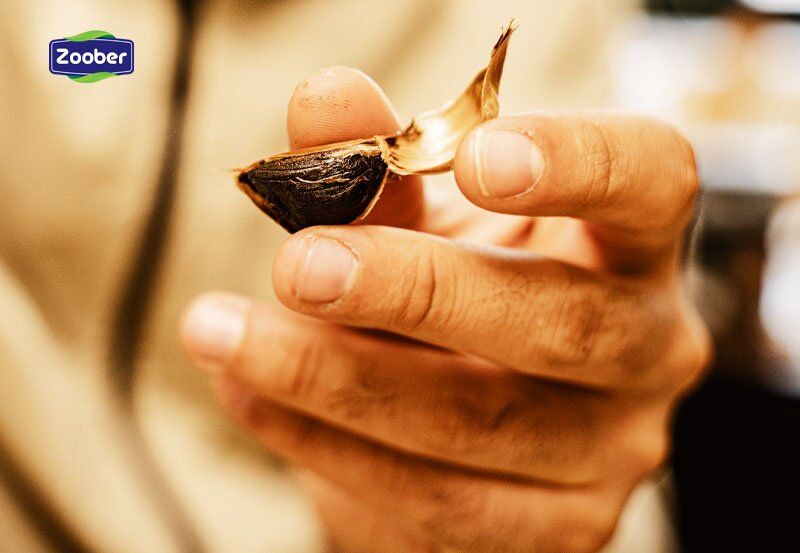 تفاوت سیر سیاه و سیر سفید + خواص شگفت انگیز تفاوت سیر سیاه و سیر سفید + خواص شگفت انگیز