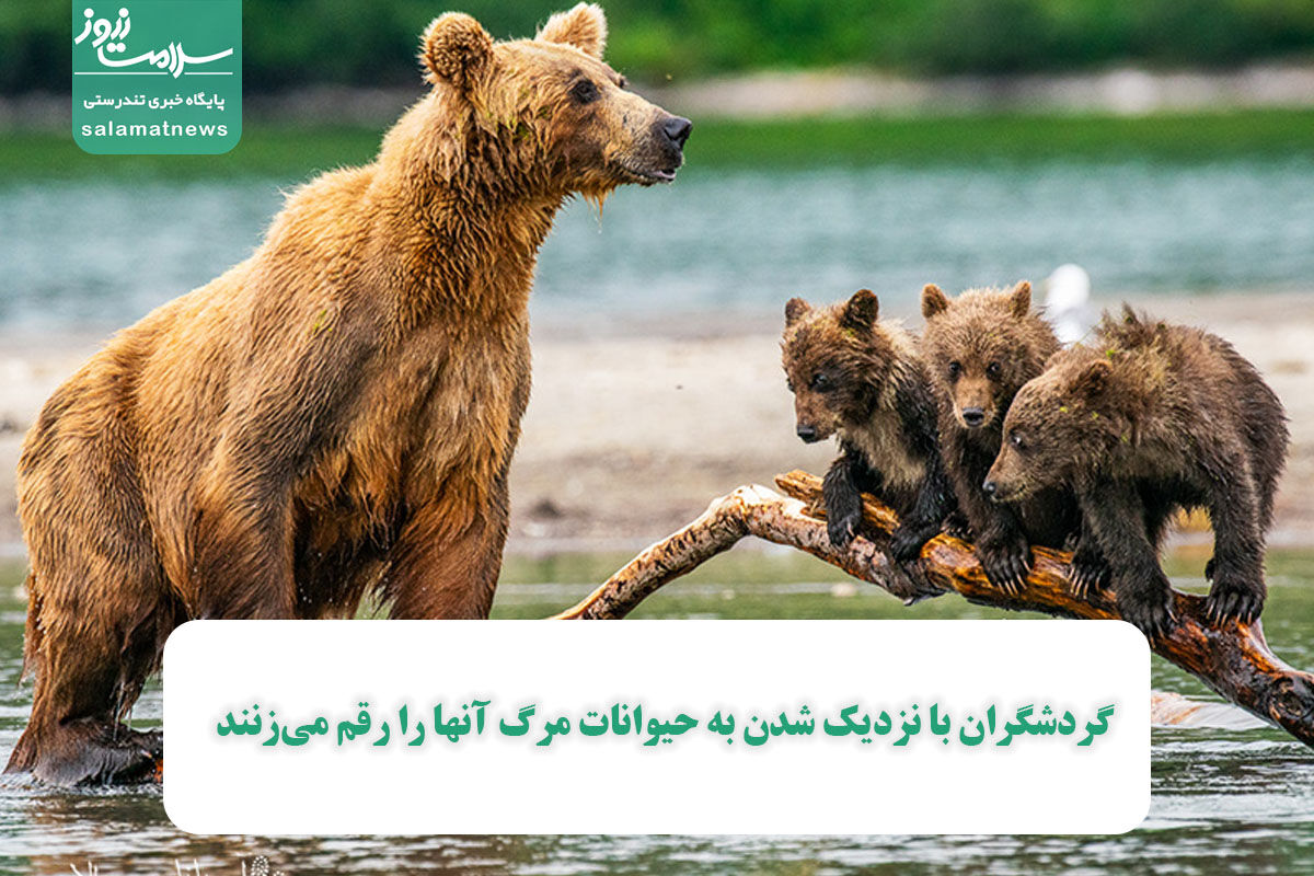 گردشگران با نزدیک شدن به حیوانات مرگ آنها را رقم میزنند گردشگران با نزدیک شدن به حیوانات مرگ آنها را رقم میزنند