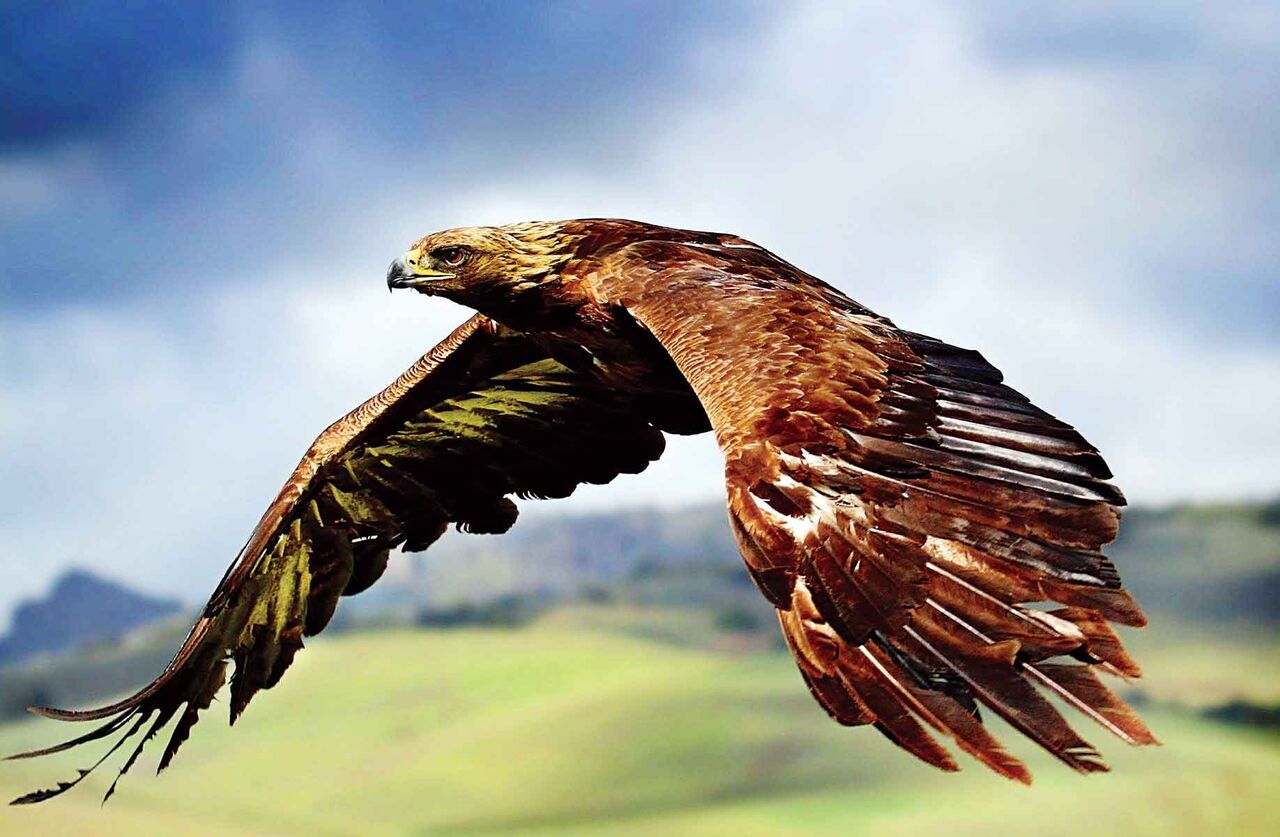 عقابهای ایران کودک میدزدند؟ عقابهای ایران کودک میدزدند؟