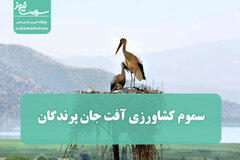 سموم کشاورزی آفت جان پرندگان