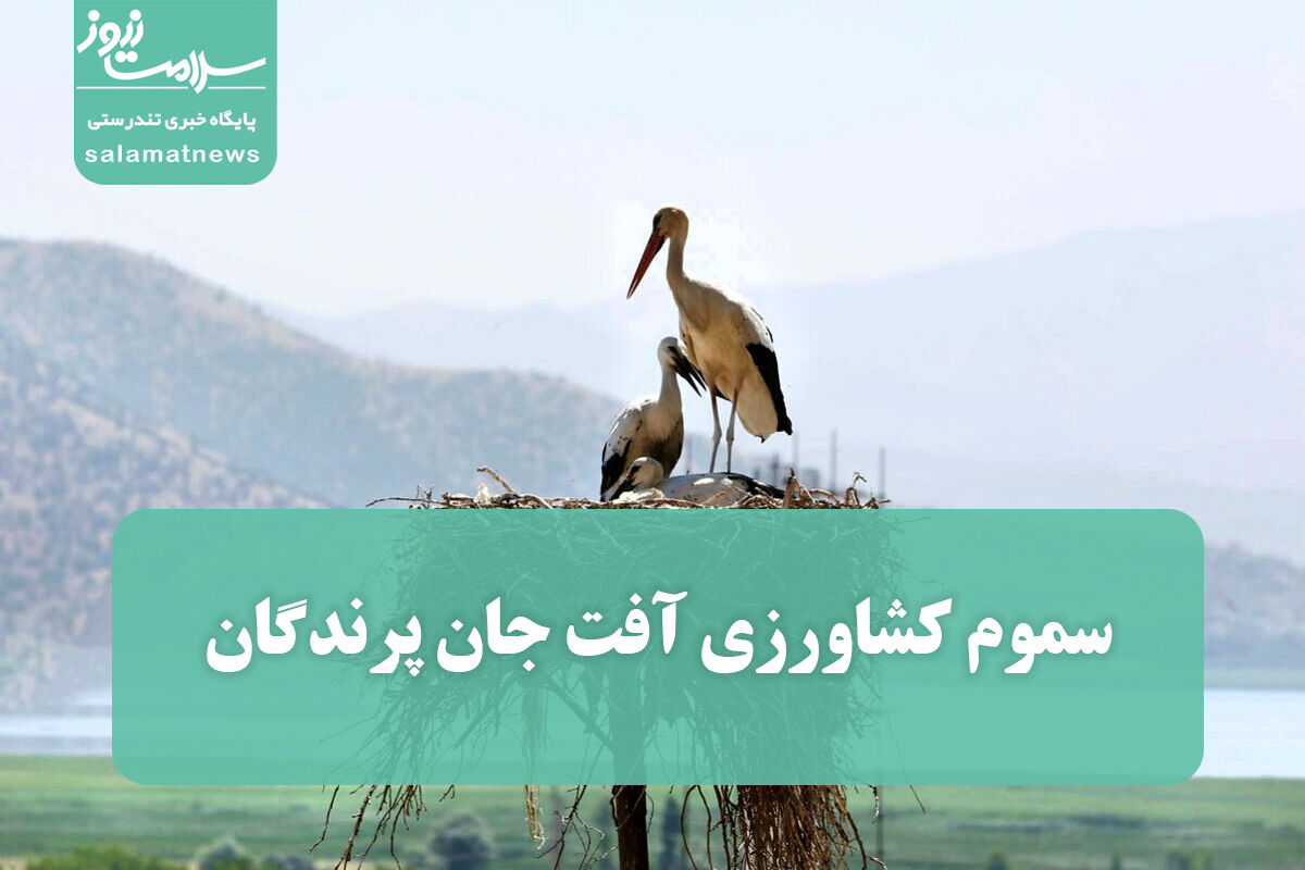 سموم کشاورزی آفت جان پرندگان سموم کشاورزی آفت جان پرندگان