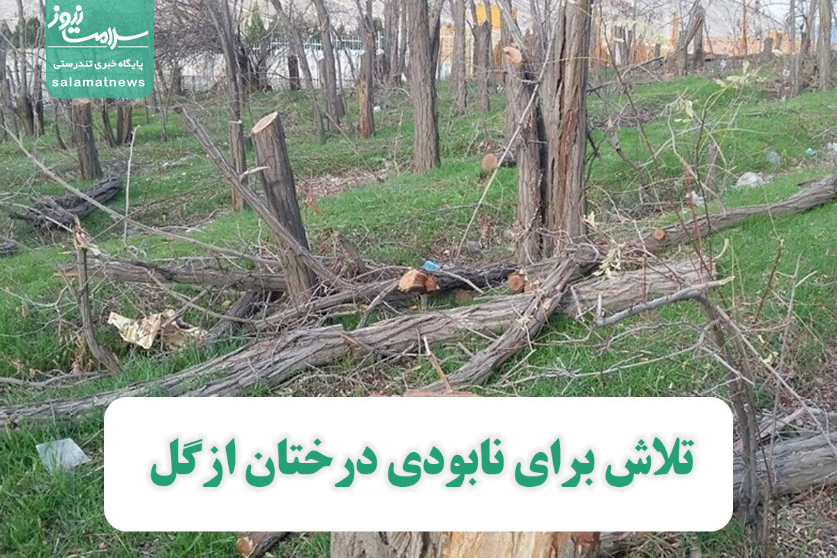 تلاش برای نابودی درختان ازگل تلاش برای نابودی درختان ازگل