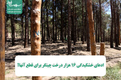 ادعای خشکیدگی 16 هزار درخت چیتگر برای قطع آنها؟